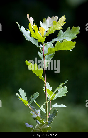 Ramoscello con foglie di quercia inglese / Farnia (Quercus robur), Belgio Foto Stock