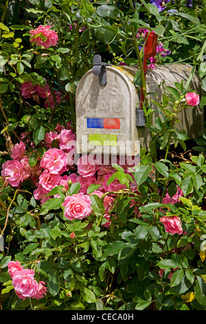 North American US mailbox nel giardino anteriore tra le rose Foto Stock