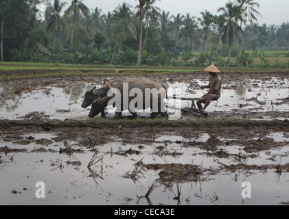 Agricoltore aratura del campo di riso ox village Yogyakarta Indonesia Foto Stock