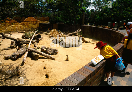 Sydney NSW Australia Lo Zoo di Taronga Enclosure Meerkat School girl guardando Meerkats Foto Stock
