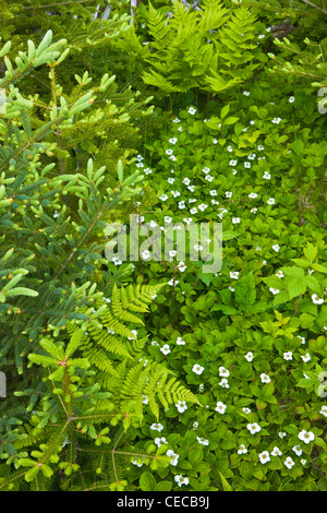 Bunchberries fiorisce in una foresta di abeti rossi a testa Quoddy parco dello stato in Lubec, Maine. Il punto più orientale negli Stati Uniti. Foto Stock