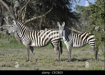 Zebre selvatiche in Africa. Serengeti. Foto Stock