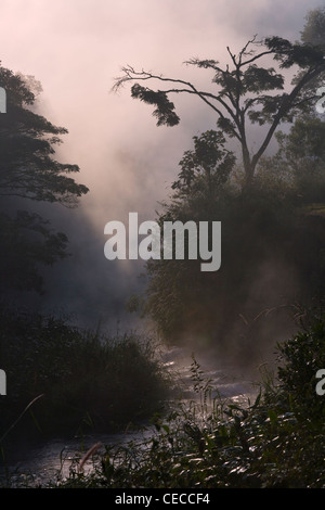 Paesaggio della foresta pluviale tropicale in montagna nella nebbia mattutina, Madagascar Foto Stock