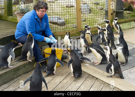 Alimentazione dei pinguini a Living Coasts Zoo nel Devon Torquar Engalnd Foto Stock