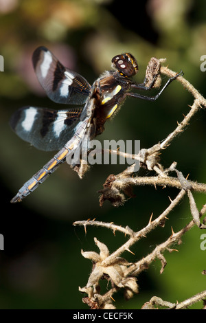 Stati Uniti d'America, Oregon, Albany, superstrada stagni County Park, maschio dodici pezzata (Skimmer Libellula pulchella) Foto Stock