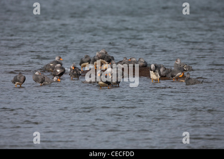 Flightless Steamer-Duck (Tachyeres pteneres) gregge in Ushuaia, Tierra del Fuego, Argentina. Foto Stock