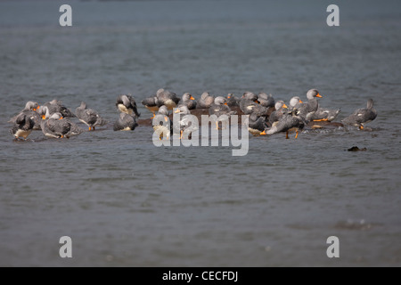 Flightless Steamer-Duck (Tachyeres pteneres) gregge in Ushuaia, Tierra del Fuego, Argentina. Foto Stock