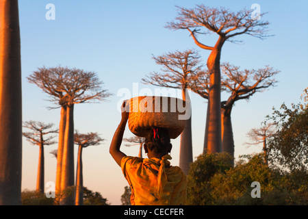 Donna locale con Baobab (Adansonia), Morondava, Toliara, Madagascar Foto Stock