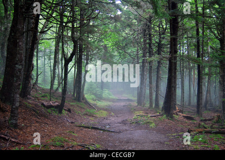 Escursionismo in fundy national park Foto Stock