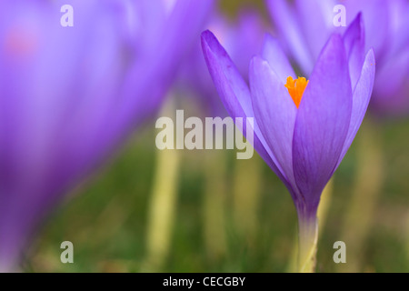 Crocus selvatici (Crocus nudiflorus) fioritura. Posets-Maladeta parco naturale. Pirenei. Huesca. Aragona. Spagna. Foto Stock