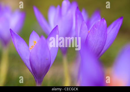 Crocus selvatici (Crocus nudiflorus) fioritura. Posets-Maladeta parco naturale. Pirenei. Huesca. Aragona. Spagna. Foto Stock