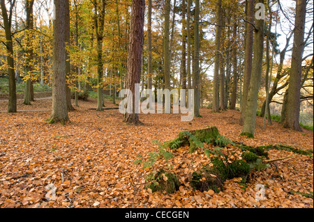 Autunno tappeto dorato marrone foglie, alberi & ceppo di albero in scenic una tranquilla area boschiva - 'hotel Astrid boschi, Bolton Abbey Estate, Yorkshire Dales, England, Regno Unito Foto Stock