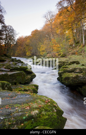 Fiume Wharfe acqua che fluisce attraverso il 'hotel Astrid, un canale stretto tra massi & woodland - scenic Bolton Abbey Estate, Yorkshire Dales, Inghilterra, Regno Unito. Foto Stock