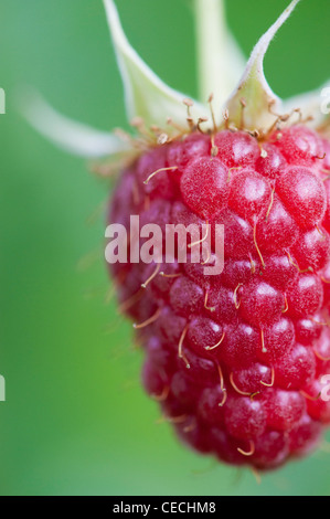 Rubis Idaeus . Frutta lampone sulla boccola Foto Stock