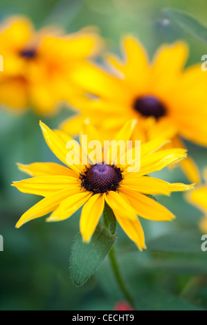 Rudbeckia hirta "Toto Oro' Fiore Foto Stock