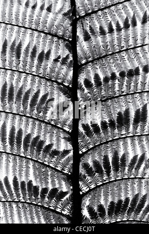 Dicksonia antarctica. Struttura morbida fern frond pattern. Monocromatico Foto Stock