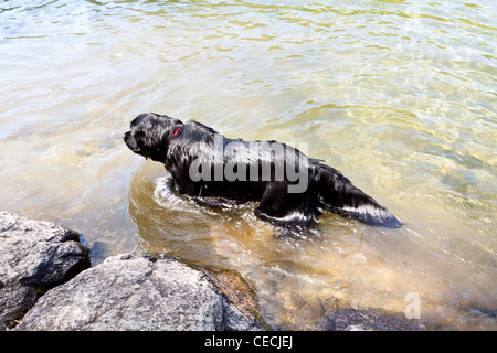Cane di Terranova nuoto Foto Stock