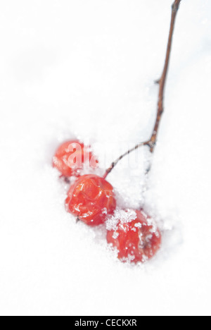 Rowan bacche (Sorbus aucuparia L.) snow-capped. Foto Stock