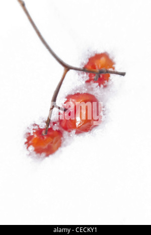 Rowan bacche (Sorbus aucuparia L.) snow-capped . Foto Stock