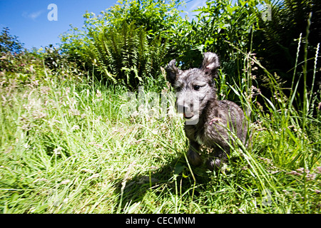 Grazioso cucciolo Lurcher Salto con erba lunga Foto Stock