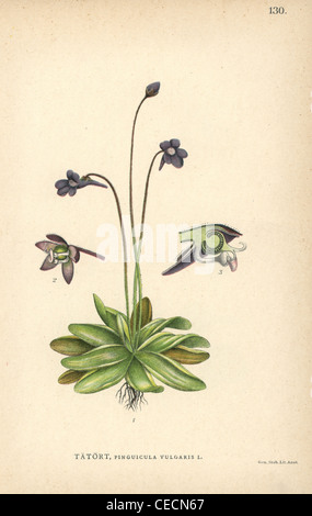 Comune, butterwort Pinguicula vulgaris. Foto Stock