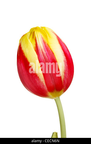 Primo piano di un giallo e rosso tulip flower isolata contro bianco Foto Stock