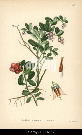 Lingonberry o cowberry, Vaccinium vitis-idaea. Foto Stock