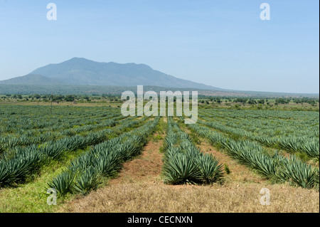 Sisal (agave sisalana) piantagione in Mombo nella regione di Tanga in Tanzania Foto Stock