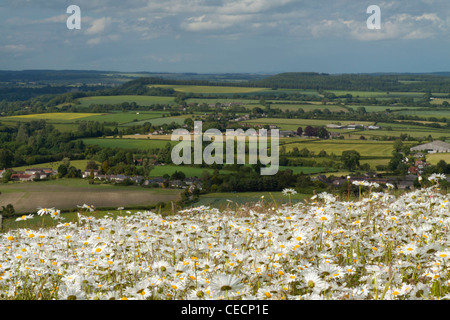 Un campo di occhio di bue margherite su Charlton Down nel Wiltshire. Foto Stock