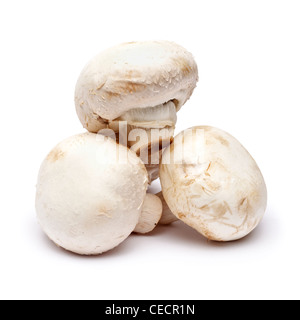 Funghi su sfondo bianco Foto Stock