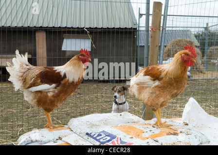 Free range galletti fossato Prato Farm LEICESTERSHIRE REGNO UNITO Foto Stock