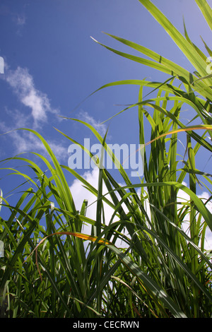 La canna da zucchero di crescita della pianta in Barbados, West Indies. Foto Stock