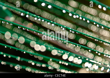 Le goccioline di acqua su un lavaggio rotante linea, creazione di modelli bokeh di fondo Foto Stock