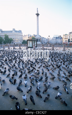 Inghilterra, Londra, Trafalgar Square, Nelsons Column e Piccioni Foto Stock