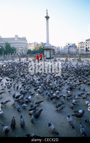 Inghilterra, Londra, Trafalgar Square, Nelsons Column e Piccioni Foto Stock