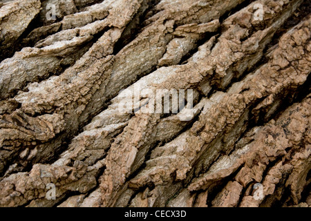 Corteccia di albero Struttura Foto Stock