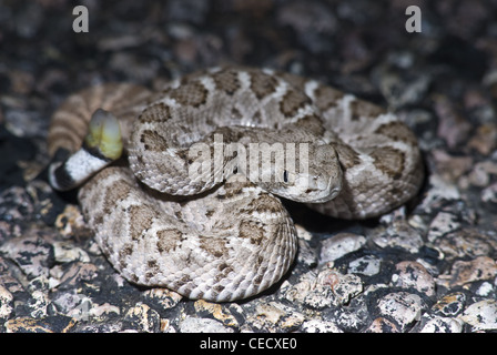 Il neonato Western Diamond-backed Rattlesnake, (Crotalus atrox), Sierra county, Nuovo Messico, Stati Uniti d'America. Foto Stock