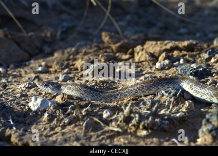 Deserto Dipinto lucida, Snake (Arizona elegans philipi), Petroglyph National Monument, Bernalillio county, Nuovo Messico, Stati Uniti d'America. Foto Stock