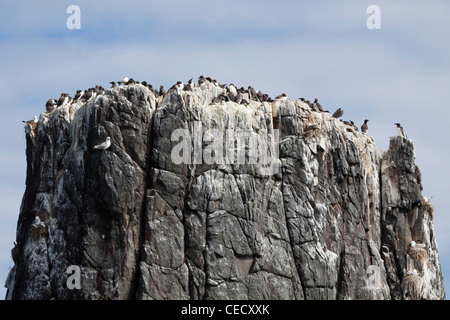 Il Nesting e Kittiwakes Guillemots Foto Stock