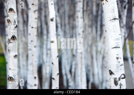 Silver birch alberelli situati al di fuori della Tate Modern, South Bank di Londra, England, Regno Unito Foto Stock