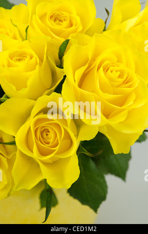 Giallo rose recise in un vaso di colore giallo Foto Stock