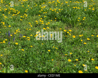 Erba verde prato prato utili come uno sfondo Foto Stock