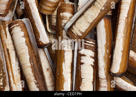 Un mucchio di gusci di rasoio, presenti in abbondanza sulle spiagge del Solway Firth Foto Stock