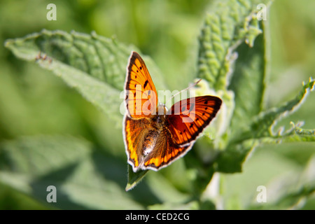 Grande Farfalla di rame in Bulgaria Foto Stock