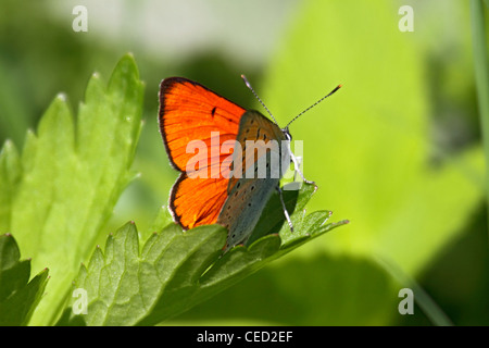 Grande Farfalla di rame in Bulgaria Foto Stock