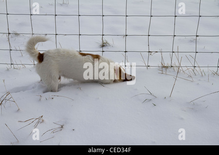 Un piccolo marrone e bianco Jack Russell Terrier a scavare nella neve Foto Stock