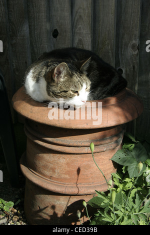 Cat in appoggio in un comignolo usato per coltivare fiori Foto Stock