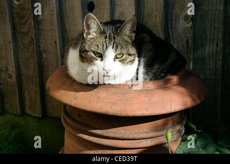 Cat in appoggio in un comignolo usato per coltivare fiori Foto Stock