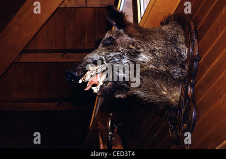 Cinghiale ripieno appeso su un muro di legno in un Alloggi in località sciistica Alpi Svizzera Foto Stock