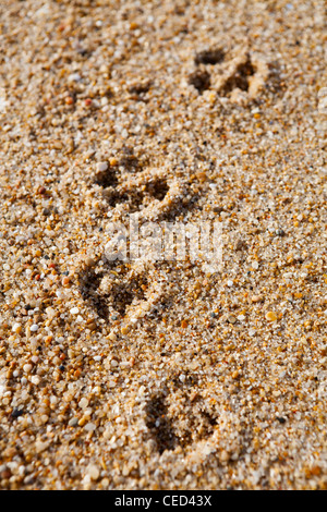 Close-up di cane stampe della zampa in sabbia sulla spiaggia Foto Stock